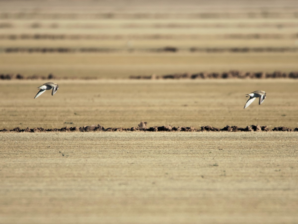 Mountain Plover - ML627698303