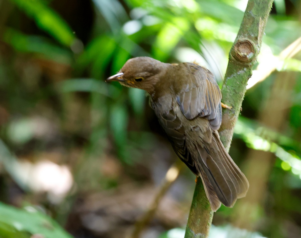 Pale-breasted Thrush - ML627698304