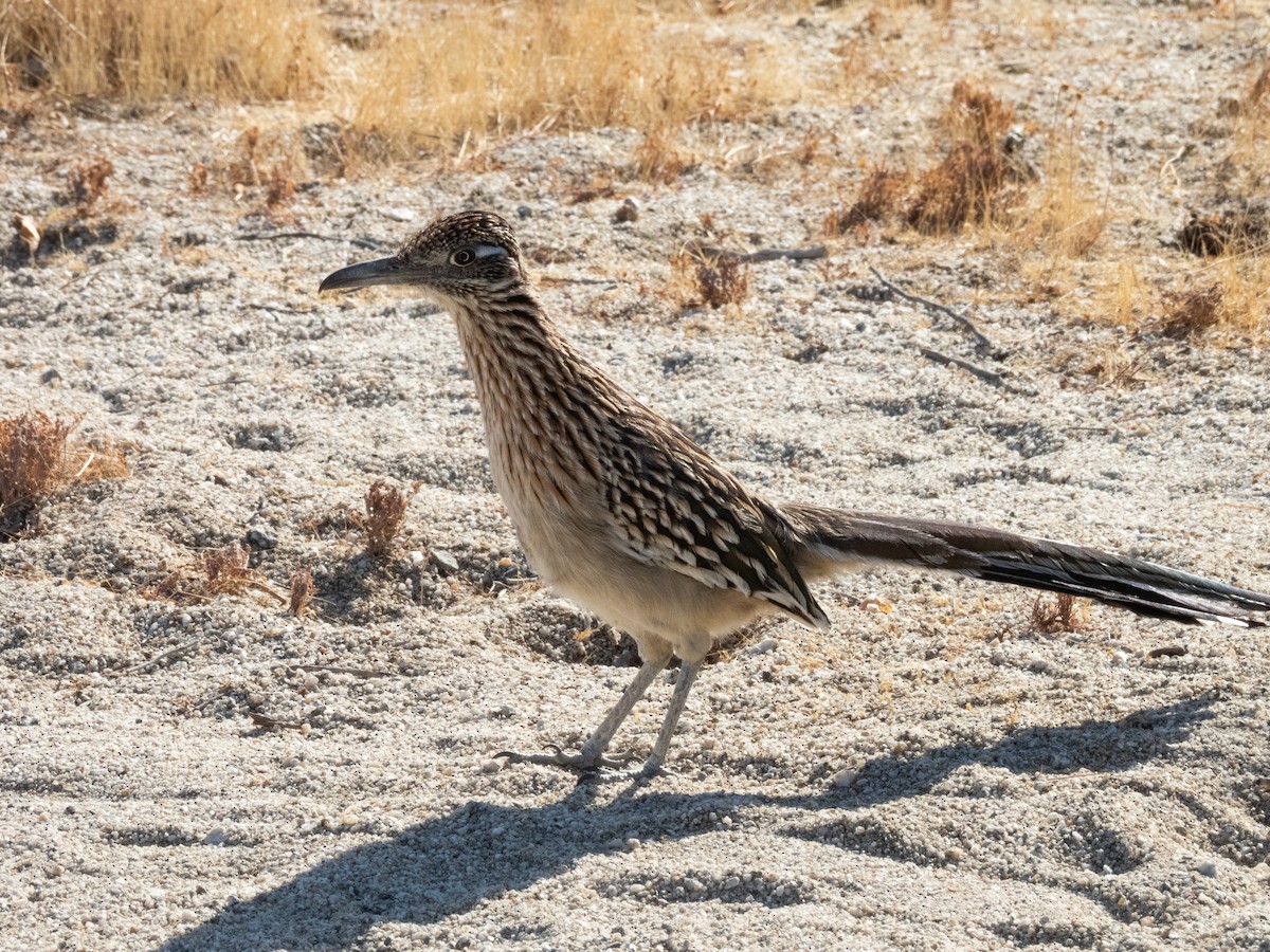 Greater Roadrunner - ML627698335