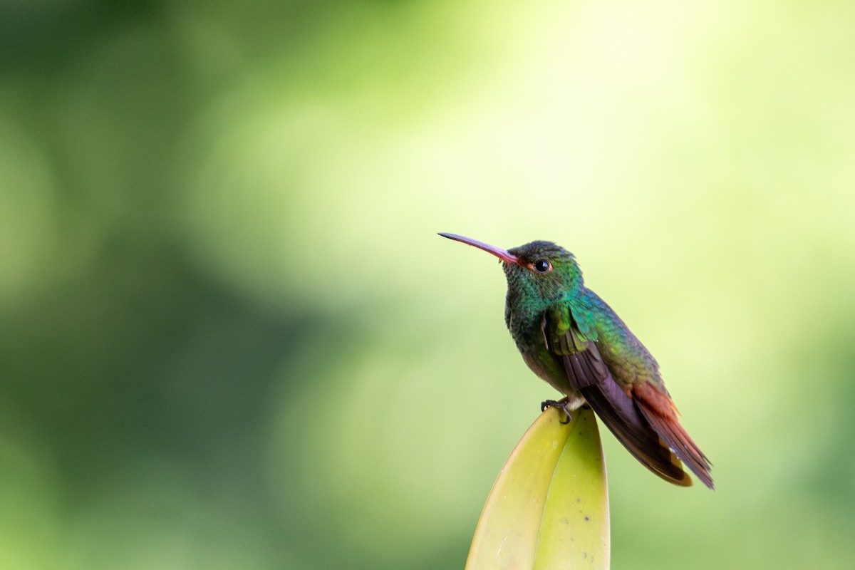 Rufous-tailed Hummingbird (Rufous-tailed) - ML627698406