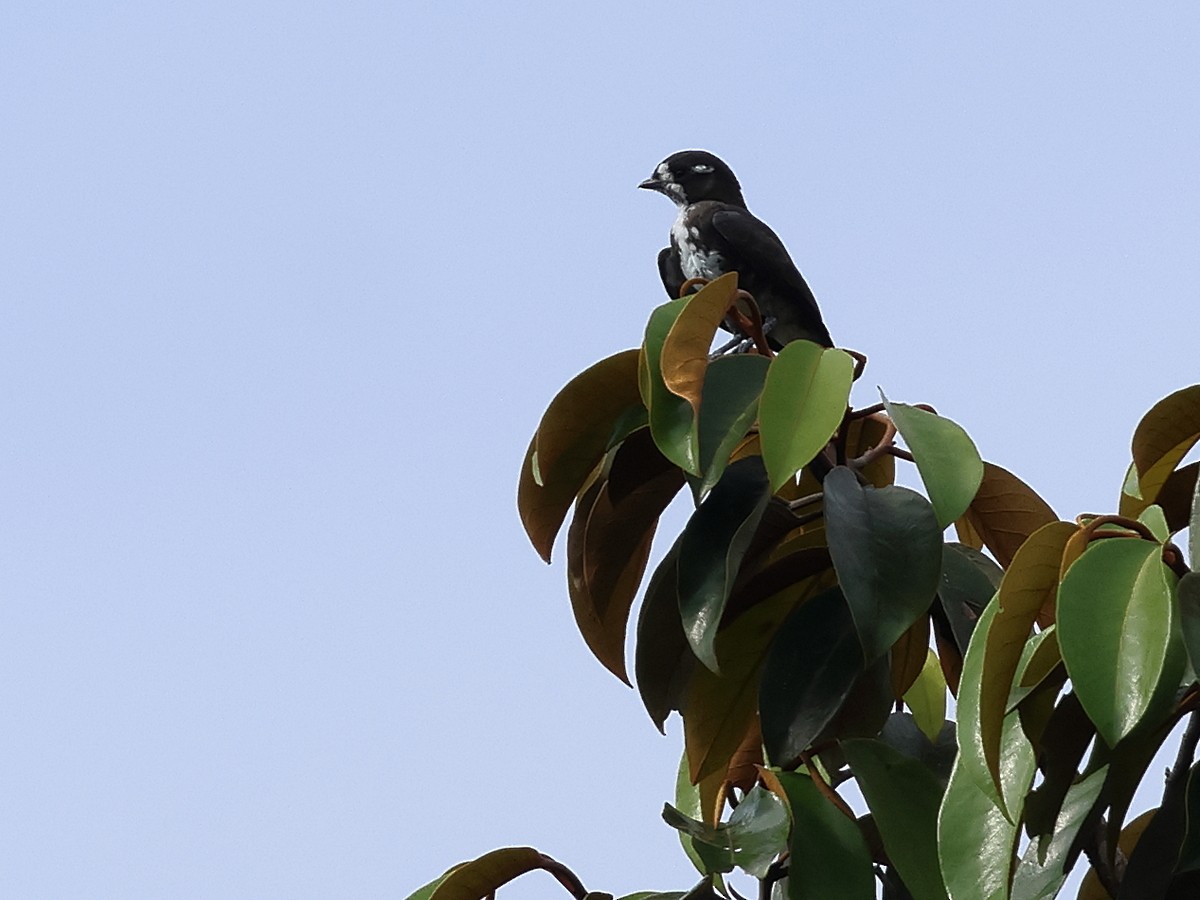 White-browed Purpletuft - ML627698438