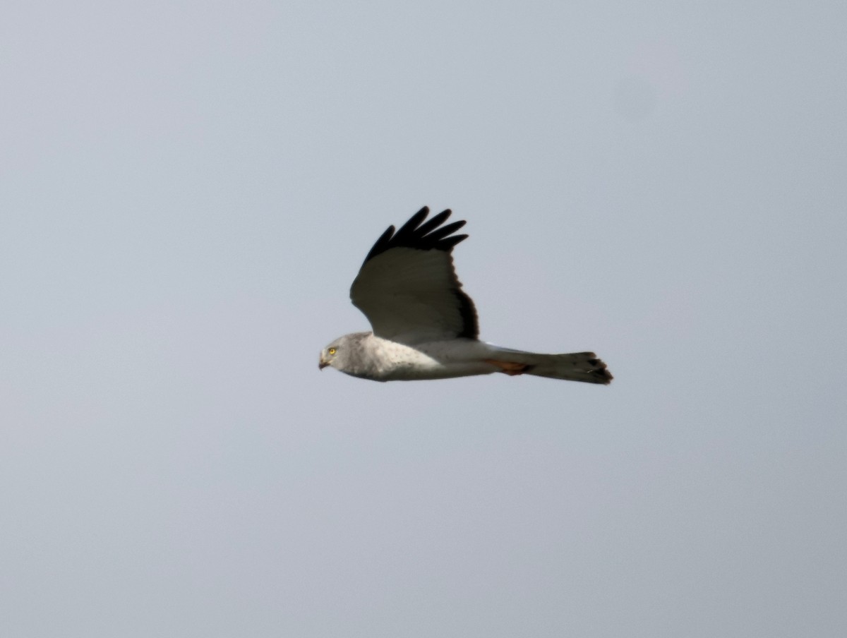 Northern Harrier - ML627698471