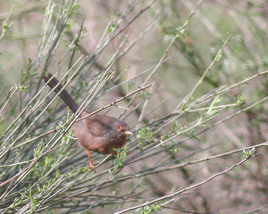 Dartford Warbler - ML627698492