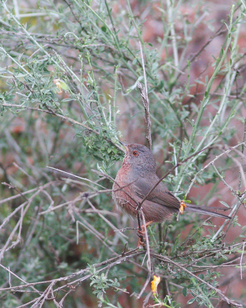 Dartford Warbler - ML627698508