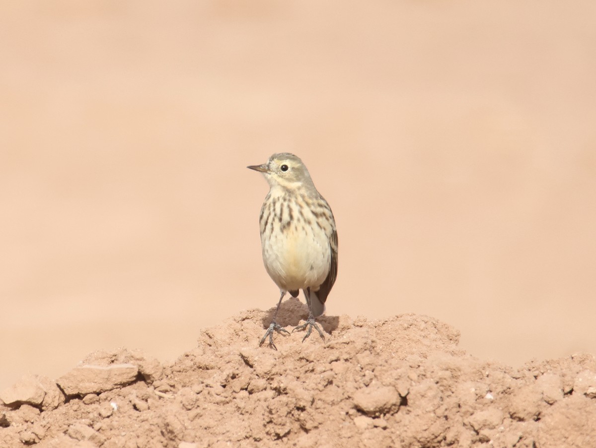 American Pipit - ML627698520