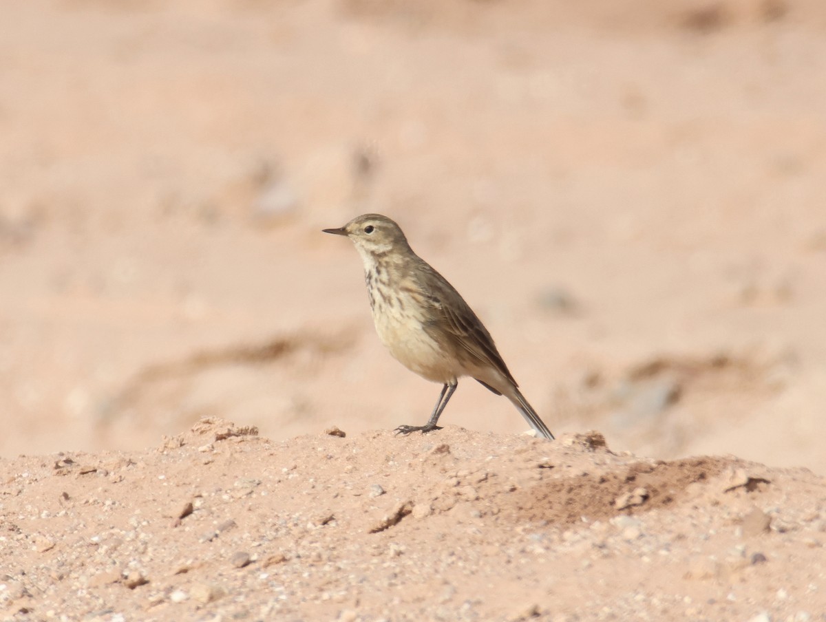 American Pipit - ML627698521