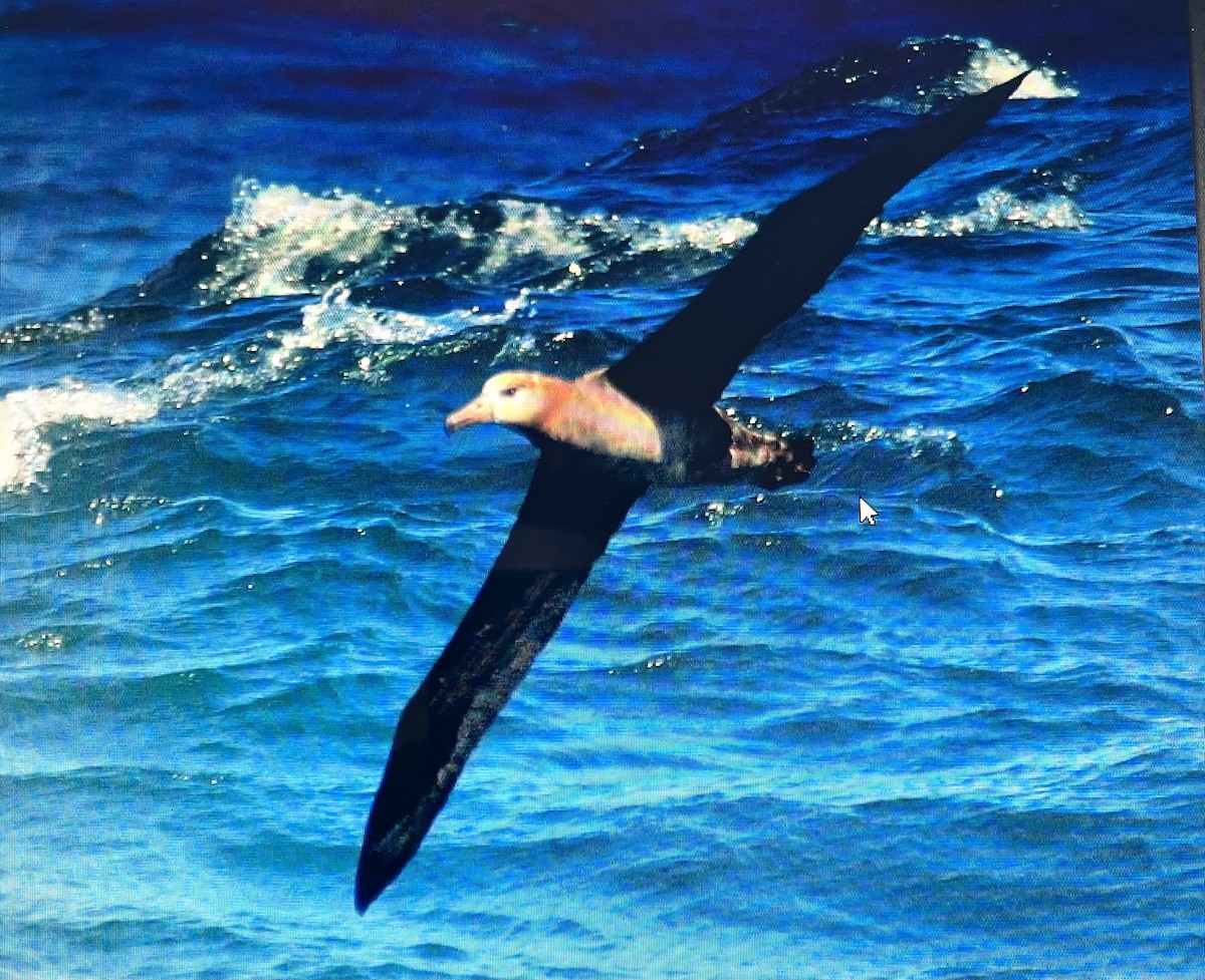 Black-footed Albatross - ML627698548