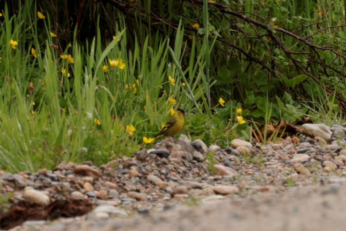 Black-chinned Siskin - ML627698581