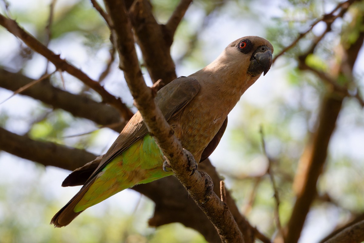 Red-bellied Parrot - ML627698585