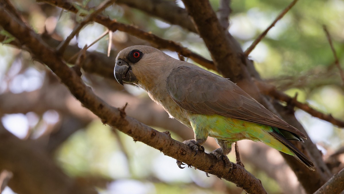 Red-bellied Parrot - ML627698589