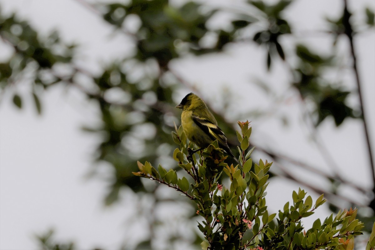 Black-chinned Siskin - ML627698618