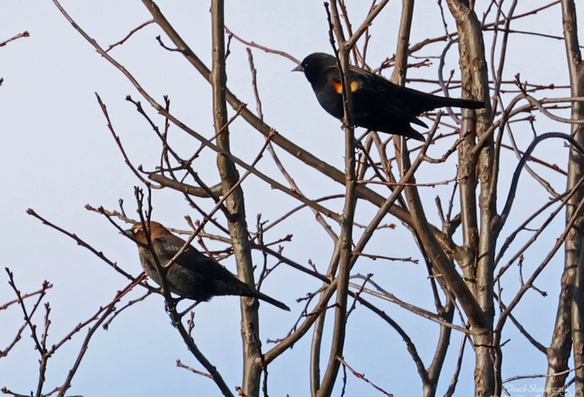 Rusty Blackbird - ML627698687