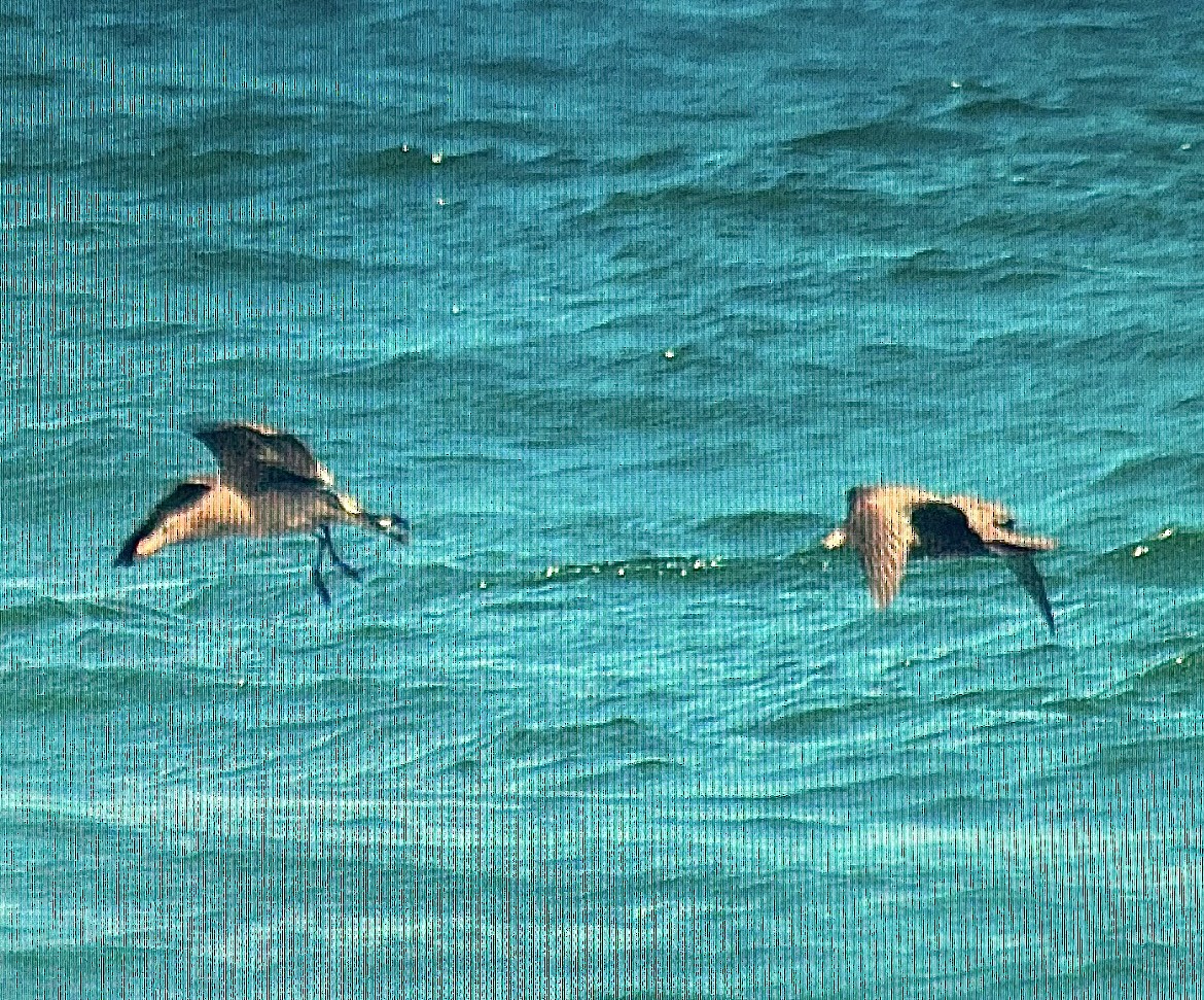 Flesh-footed Shearwater - ML627698812