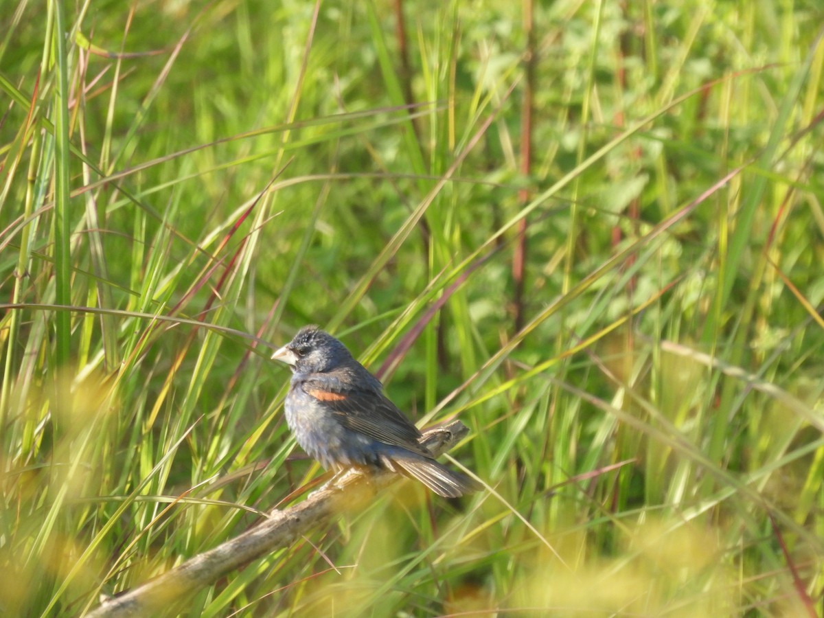 Blue Grosbeak - ML627698885