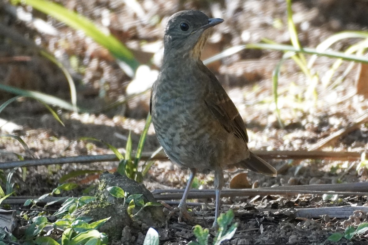 Pale-breasted Thrush - ML627698942