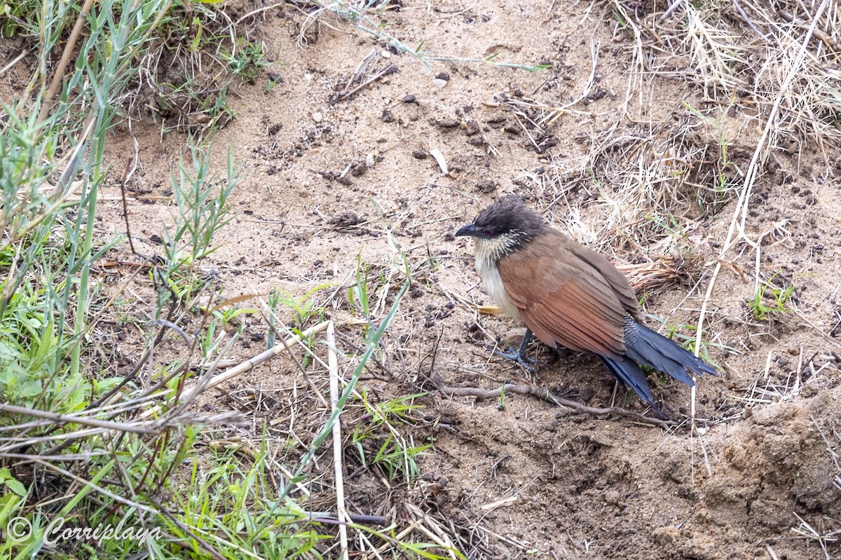 Burchell's Coucal - ML627698991