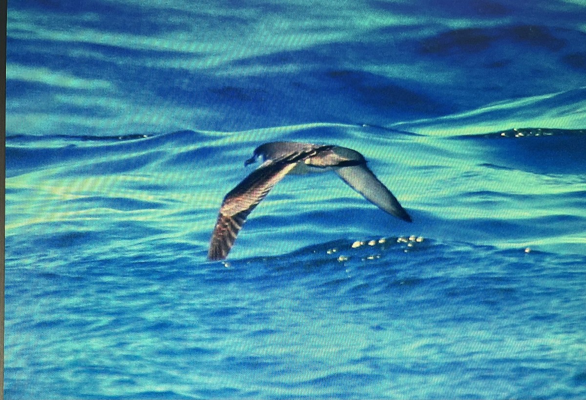 Buller's Shearwater - ML627698996