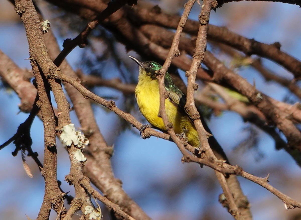 Collared Sunbird - ML627699071