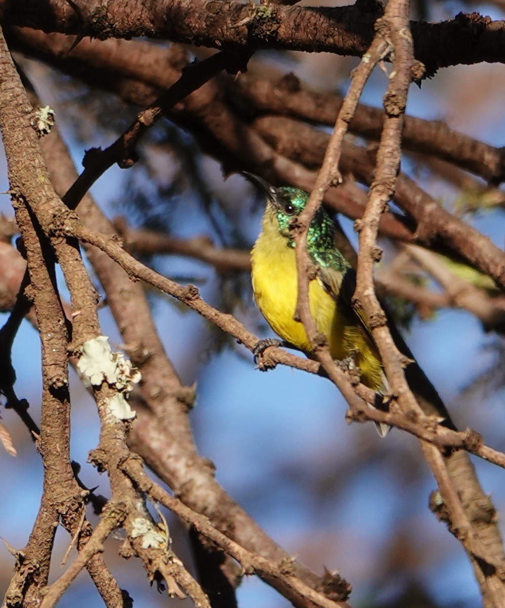 Collared Sunbird - ML627699072