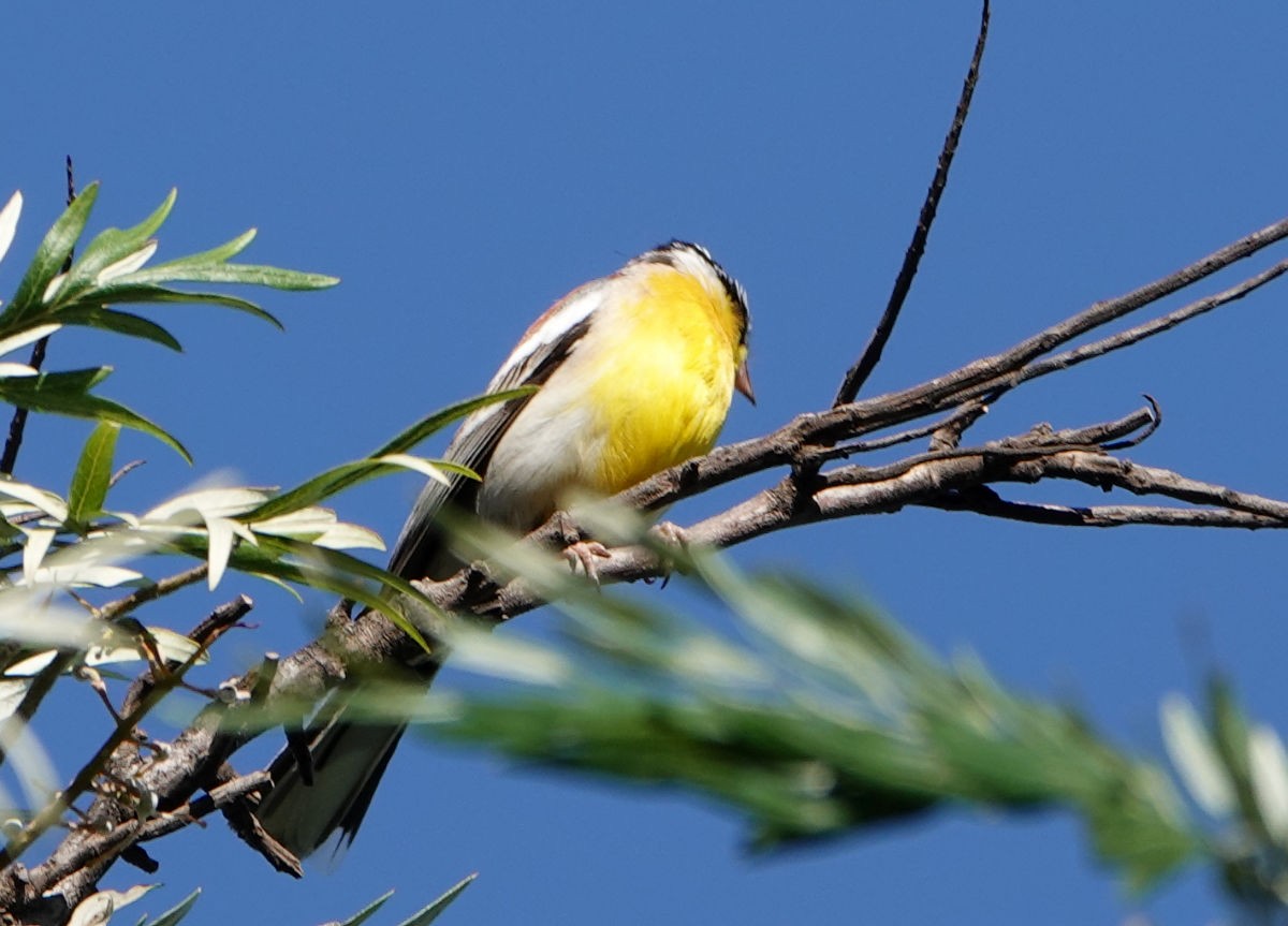 Golden-breasted Bunting - ML627699097