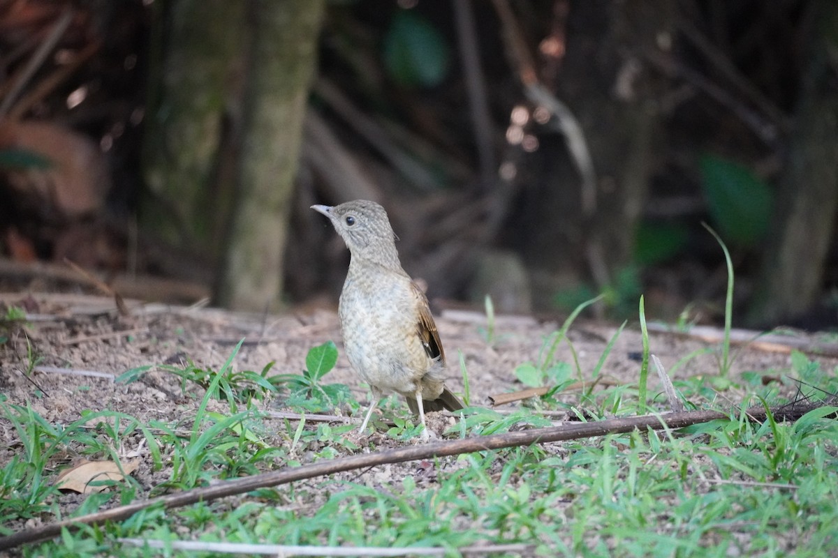 Pale-breasted Thrush - ML627699102