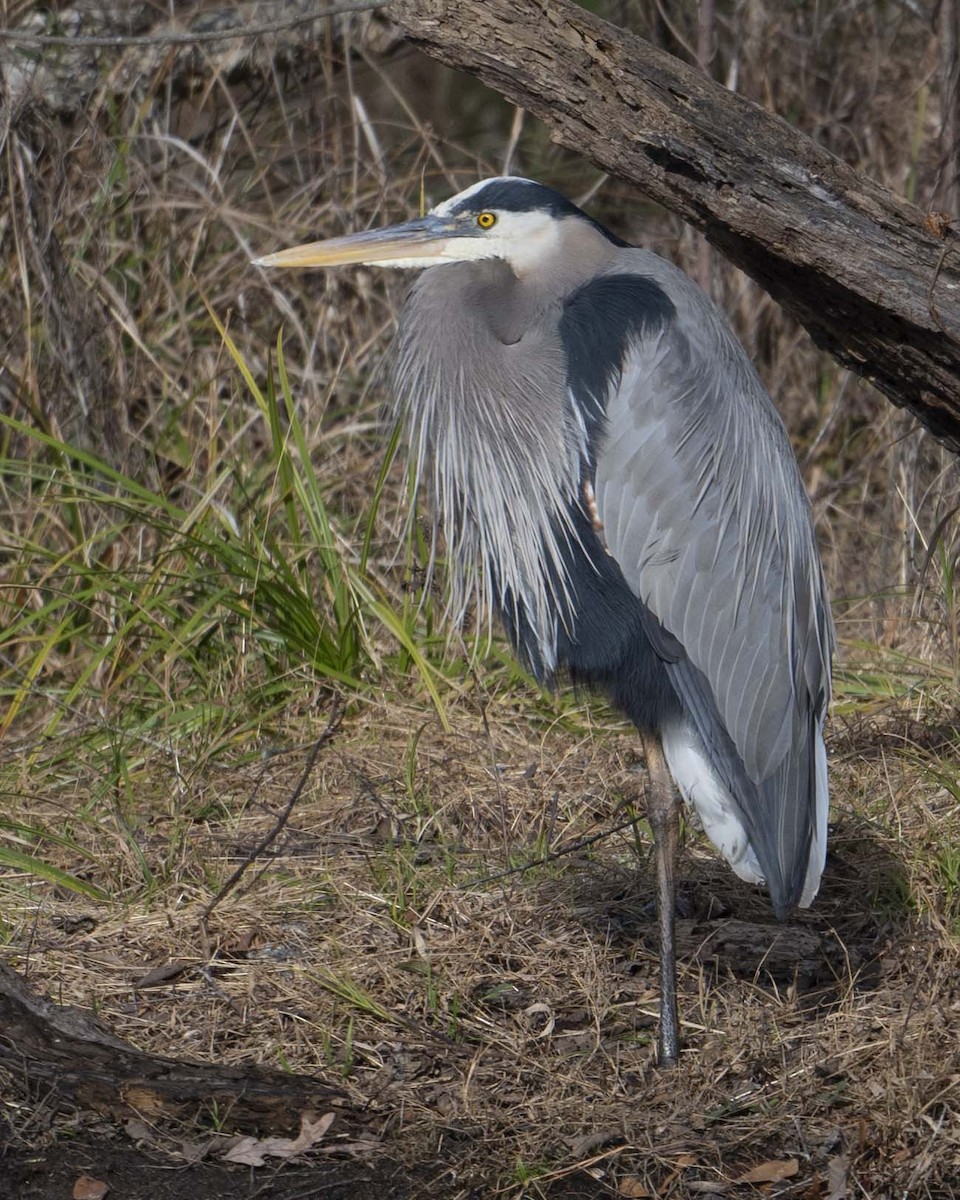 Great Blue Heron - ML627699202