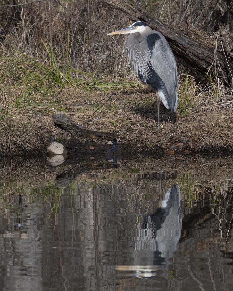 Great Blue Heron - ML627699203