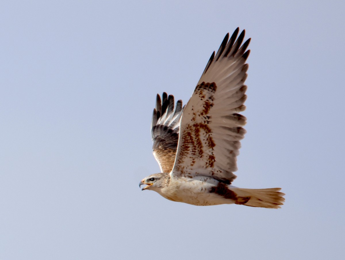 Ferruginous Hawk - ML627699271