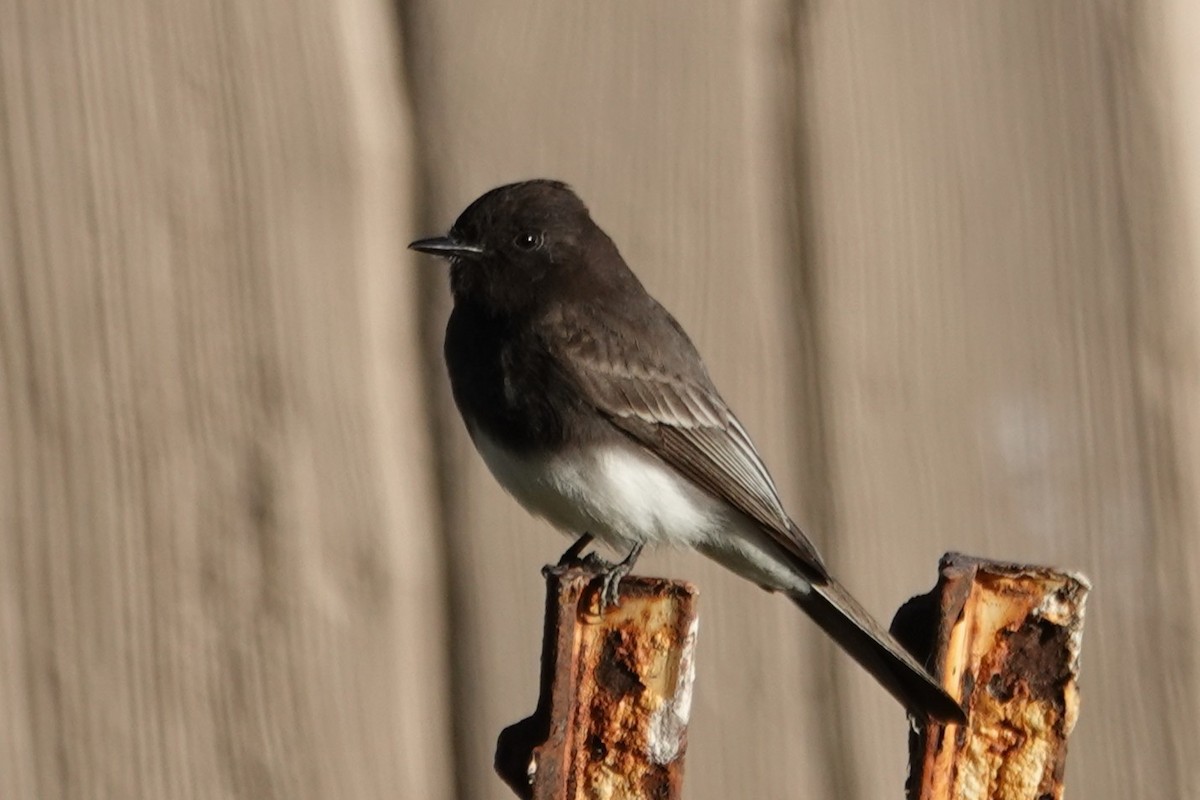 Black Phoebe - ML627699317