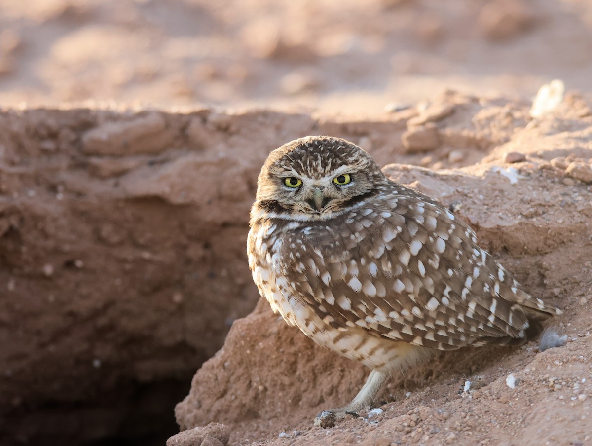 Burrowing Owl - ML627699320