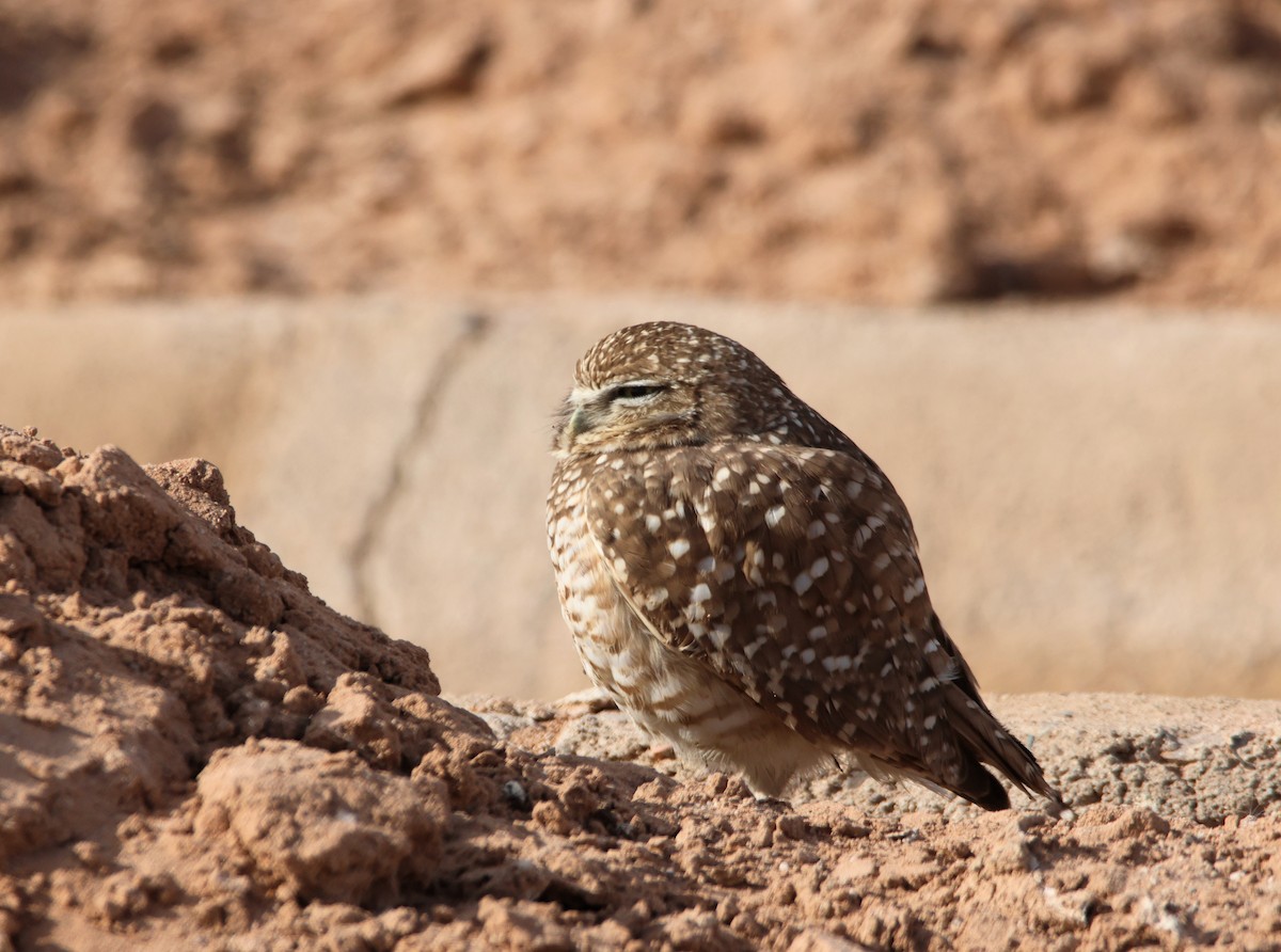 Burrowing Owl - ML627699322