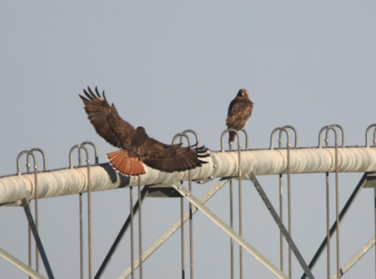 Red-tailed Hawk - ML627699335