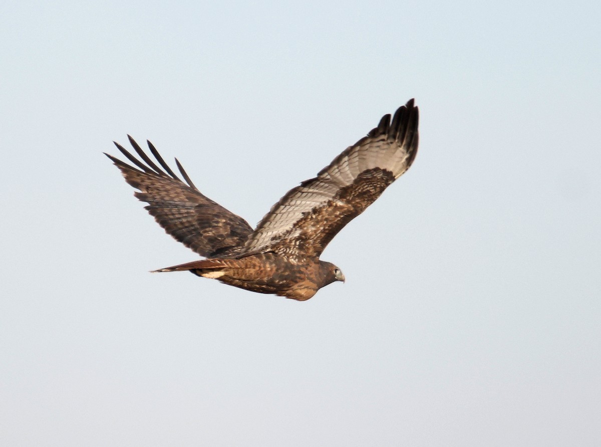 Red-tailed Hawk - ML627699337