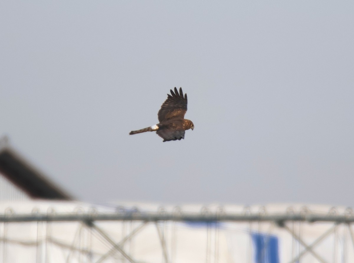 Northern Harrier - ML627699351