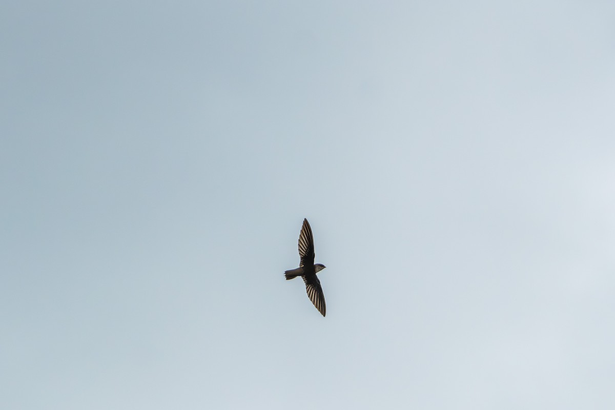 Vaux's Swift (Yucatan) - ML627699366
