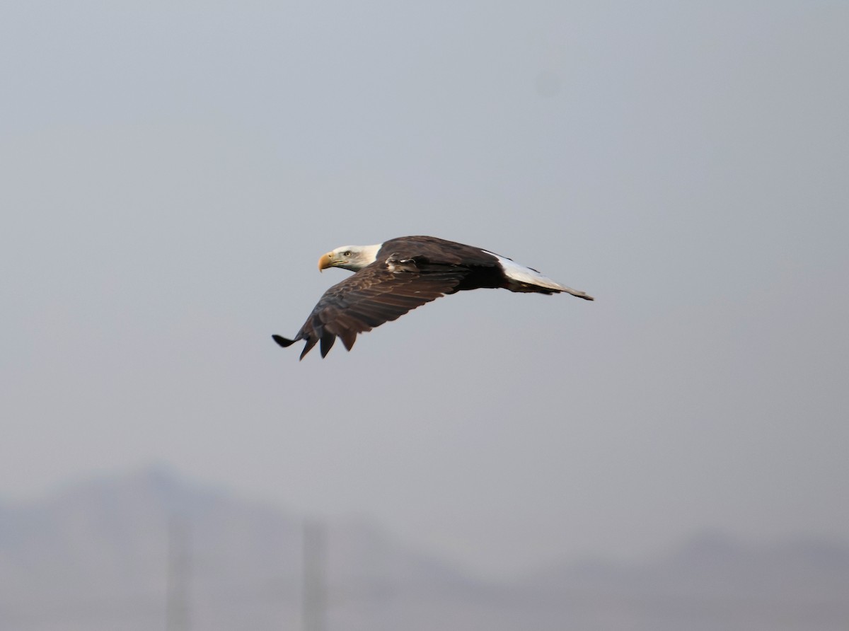 Bald Eagle - ML627699373