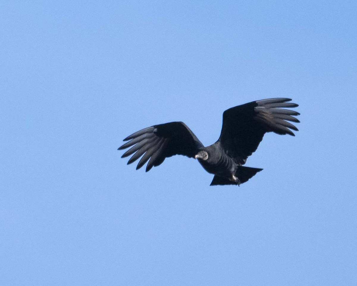 Black Vulture - ML627699396