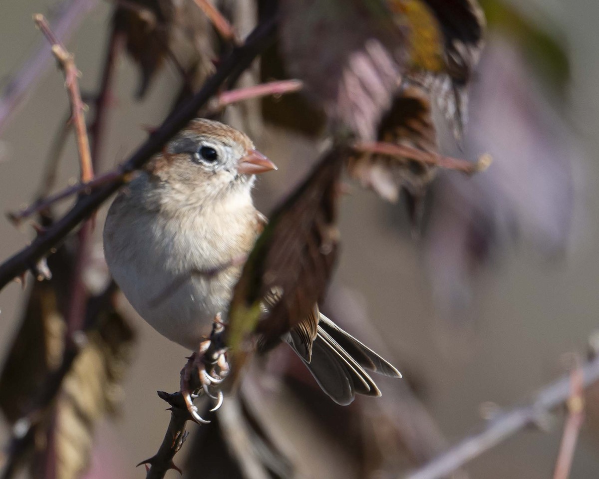 Field Sparrow - ML627699416