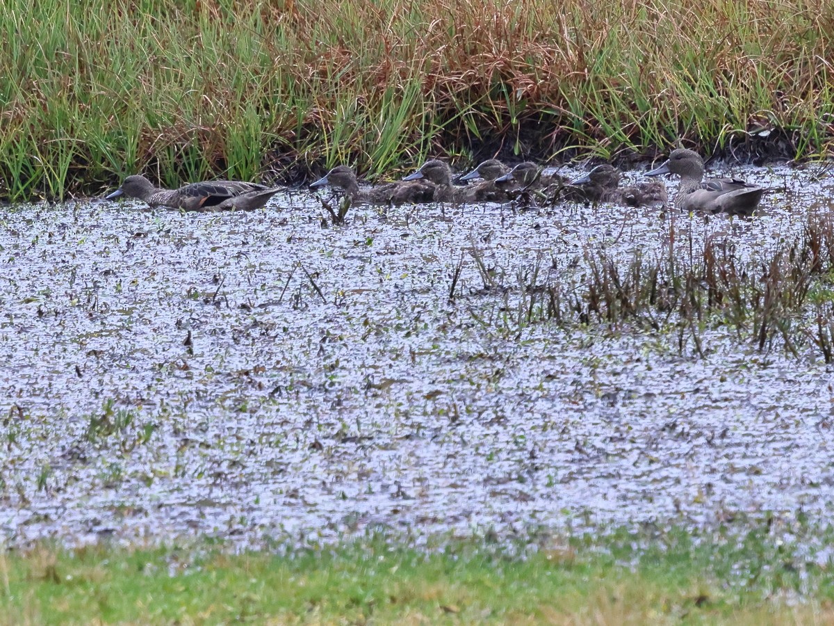 Andean Teal (Andean) - ML627699425