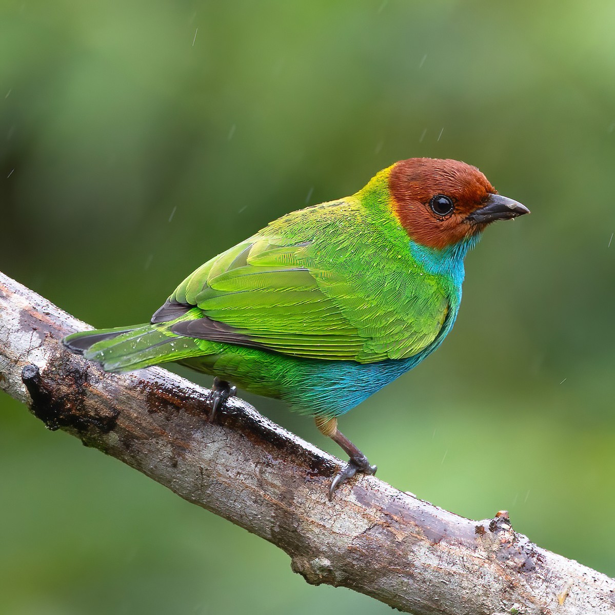 Bay-headed Tanager - ML627699490