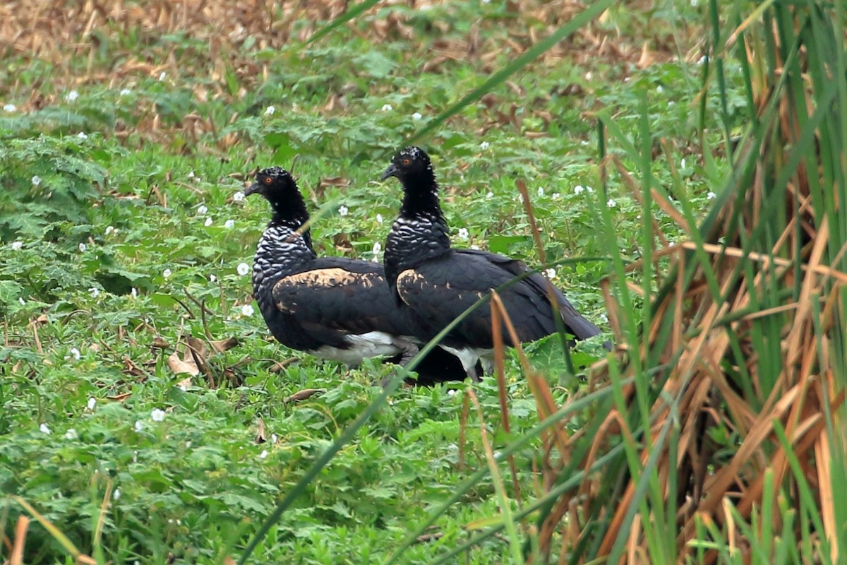 Horned Screamer - ML627699492