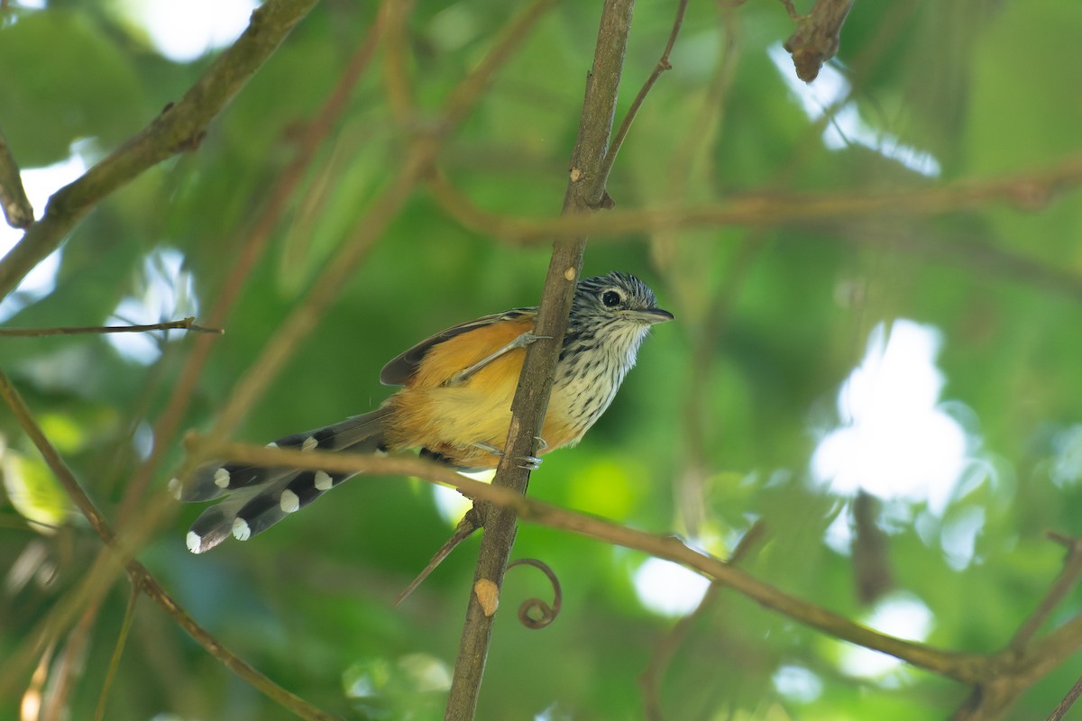 Santa Marta Antbird - ML627699499