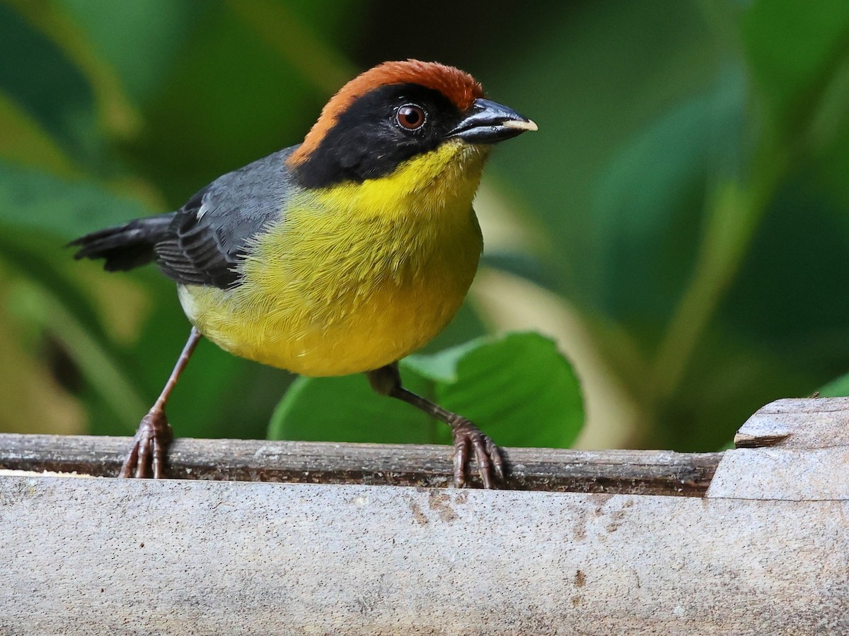 Yellow-breasted Brushfinch (Yellow-breasted) - ML627699590