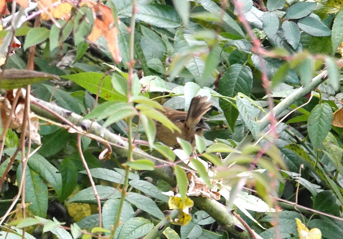 Hume's Bush Warbler - ML627699734