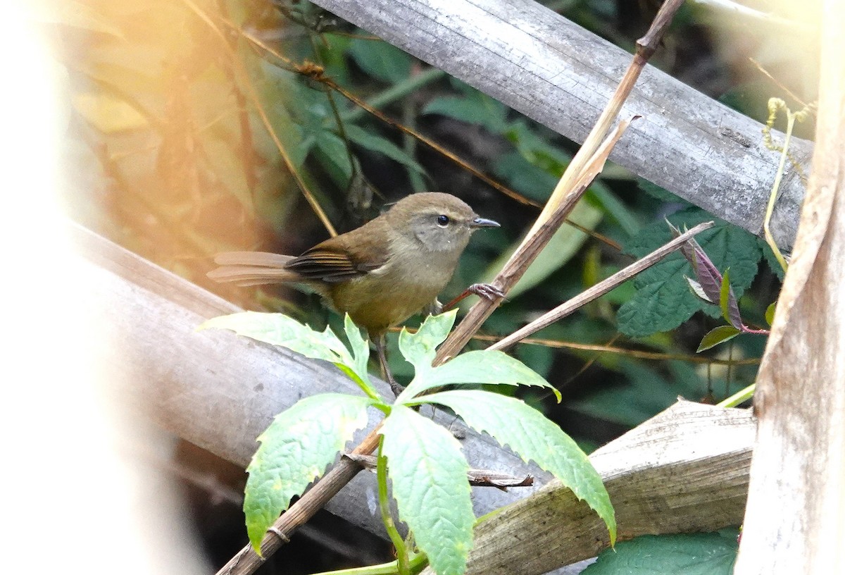 Hume's Bush Warbler - ML627699735