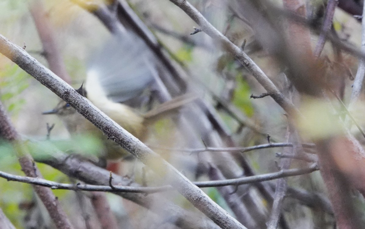 Hume's Bush Warbler - ML627699736