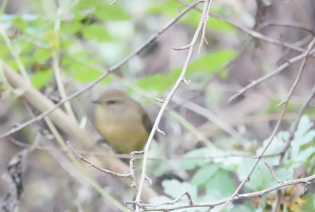 Hume's Bush Warbler - ML627699737