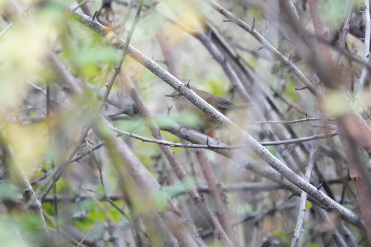 Hume's Bush Warbler - ML627699741