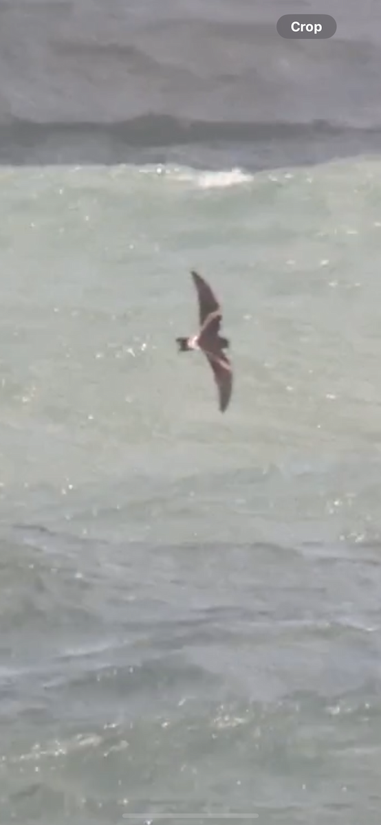 Leach's Storm-Petrel - ML627699745