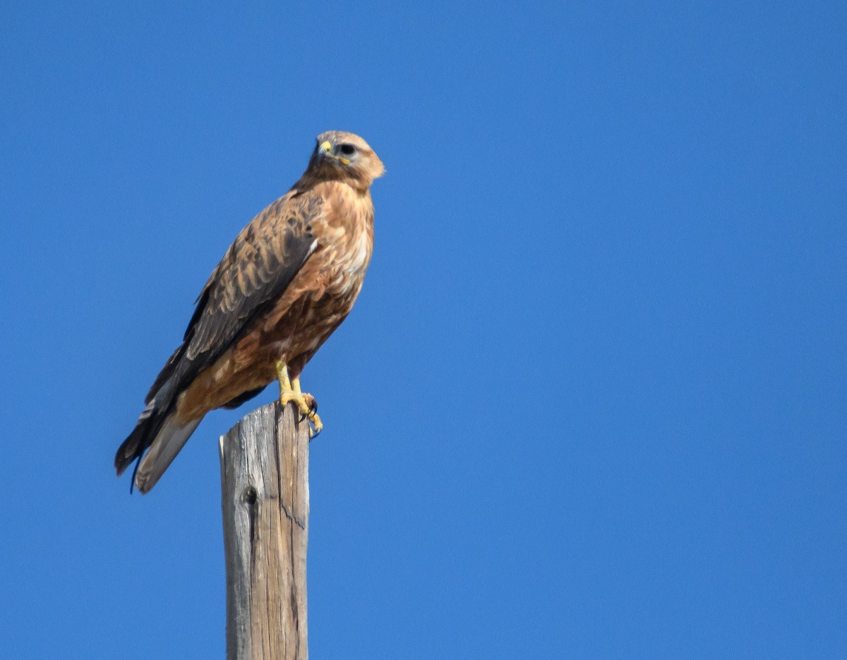 Long-legged Buzzard - ML627699769